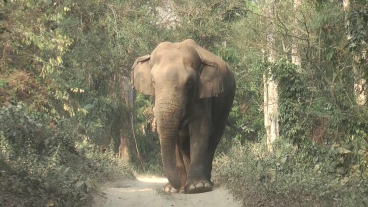 PT 7 കാട്ടാന ദൗത്യ സംഘത്തിന്റെ നിരീക്ഷണത്തിൽ 1 jpg 20230119 104616 0000