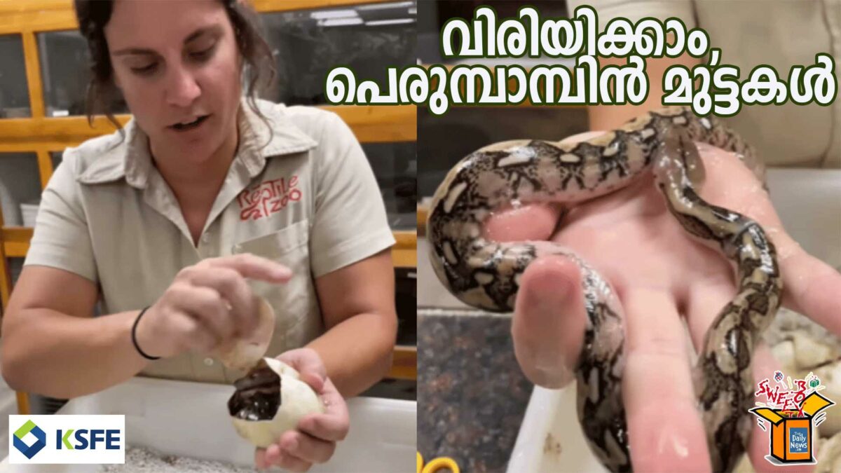 വിരിയിക്കാം, പെരുമ്പാമ്പിന് മുട്ടകള് 1 cover 17