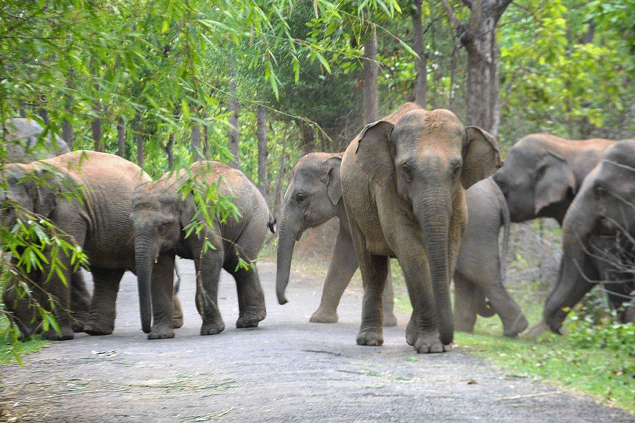 1703978396 elephant