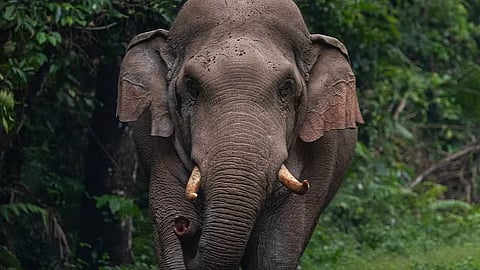 newsmalayalam 2025 12 26 xdw45qyt elephant attack