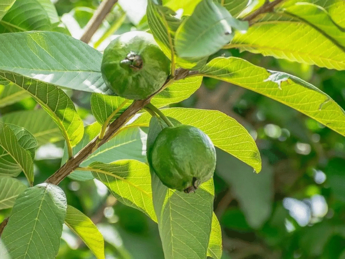 ദഹനം മെച്ചപ്പെടുത്താന്‍ പേരയില