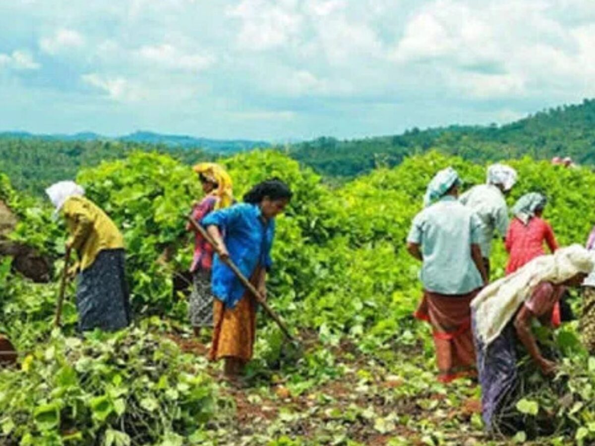 കേന്ദ്ര സർക്കാരിന്റെ പുതിയ ഗ്രാമീണ തൊഴിലുറപ്പ് പദ്ധതിയിൽ ആദ്യ മാസം തന്നെ തൊഴിലവസരങ്ങളിൽ വൻ കുറവ്