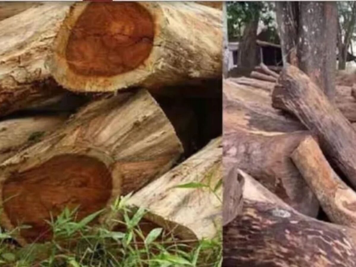 നിലമ്പൂർ വനമേഖലയിൽ നിന്നും വനവൃക്ഷങ്ങൾ വെട്ടിക്കടത്തിയതായി കണ്ടെത്തി