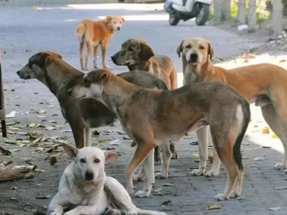 തലസ്ഥാനത്ത് വിവിധയിടങ്ങളിലായി തെരുവുനായ ആക്രമണം